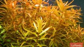 Ammannia senegalsskaya (ammannia senegalensis) -akvarium rastlín.